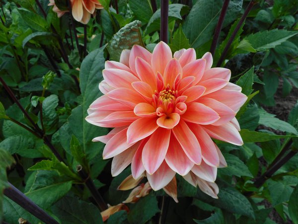 planter des dahlias
