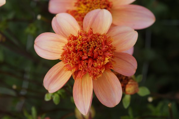 planter des dahlias