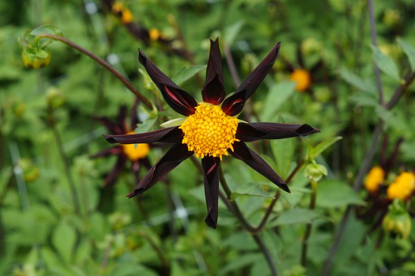 planter des dahlias