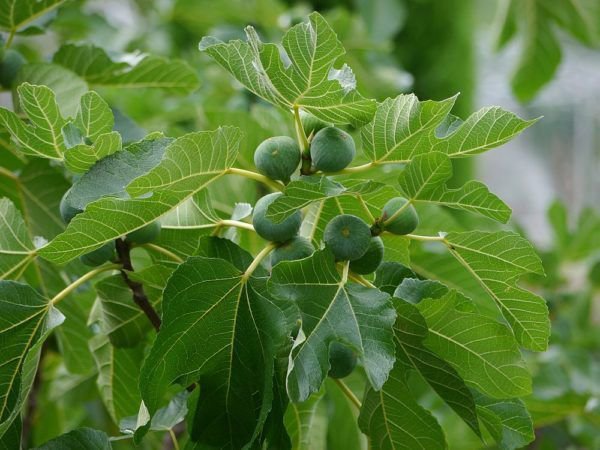 Quand les figues sont-elles m&ucirc;res&nbsp;?