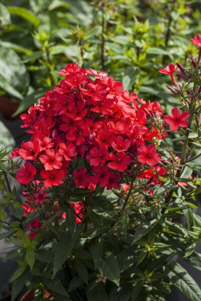 Phlox paniculata Flame-red, Staude, P�ppel