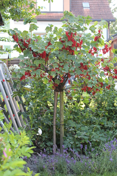 Cultiver groseilliers Haute tige groseillier Lisette Lubera, planter groseilliers
