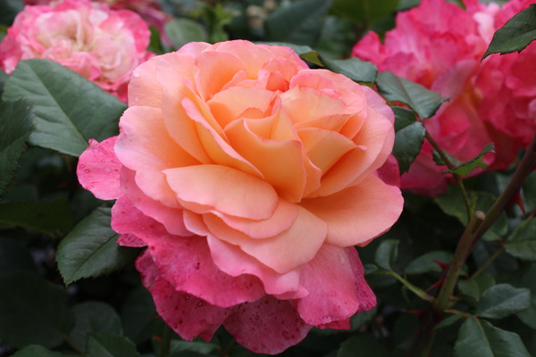 Rosier Augusta Luise, planter des rosiers &agrave; grandes fleurs