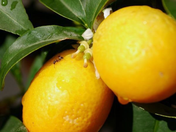 Fourmis dans le jardin, Kumquat, Lubera