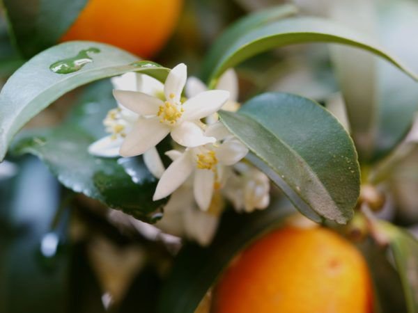 Kumquat