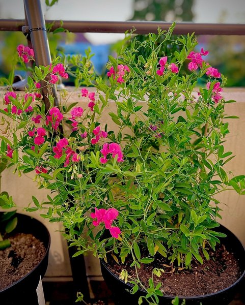 Fleurs de Gesse tub&eacute;reuse, Lathyrus tuberosus