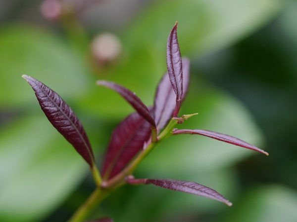 Un citronnier perd ses feuilles