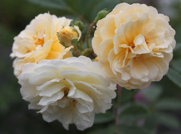 Planter une haie de rosiers, Ghislaine de Feligonde
