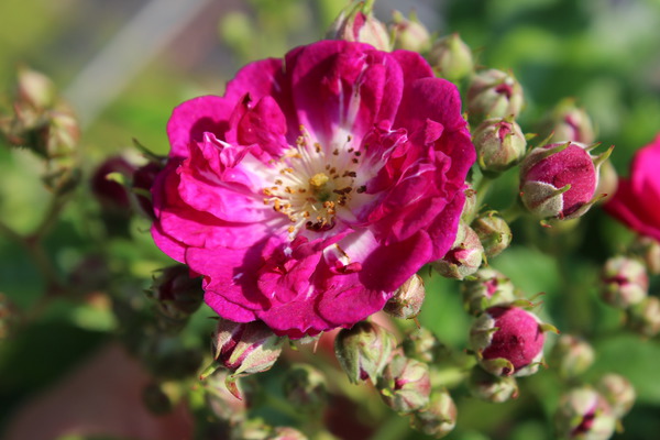 Planter une haie de rosiers, Perennial Blue
