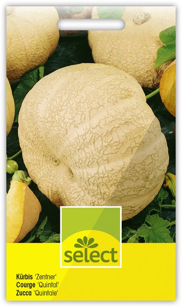 K�rbis 'Zentner' gelb