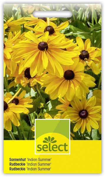 Sonnenhut 'Indian Summer'