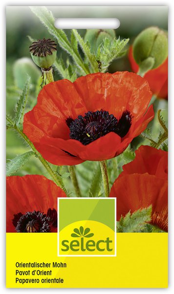 Orientalischer Mohn