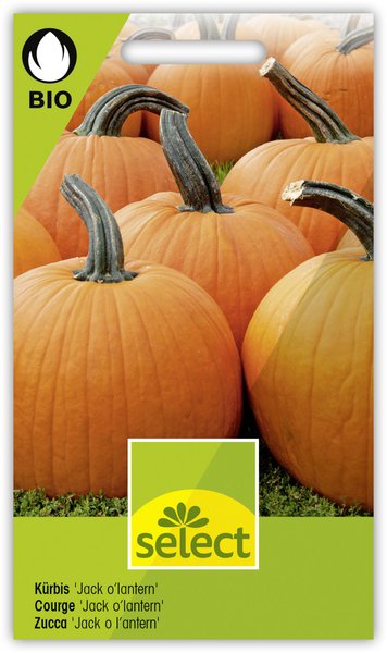 K�rbis 'Jack o'lantern'-BIO
