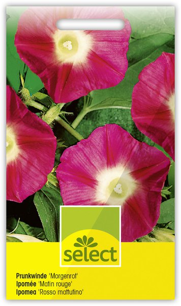 Prunkwinde 'Morgenrot'