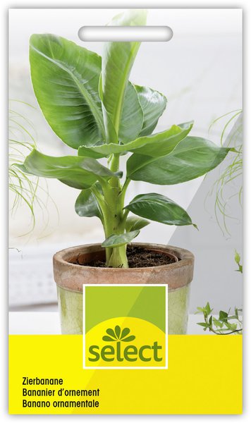 Zierbanane