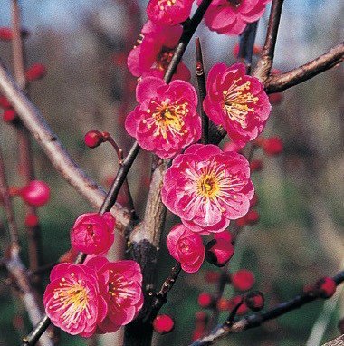 Prunus mume Kanko Bai