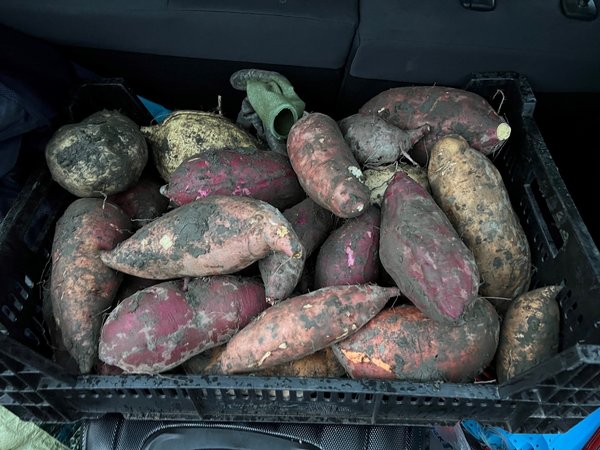 Patates douces, r&eacute;colte de patates douces automne 2023, s&eacute;lection, champ d