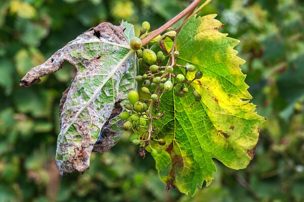 Vigne, vin, Vitis vinifera, mildiou, Peronospora / Plasmopara viticola