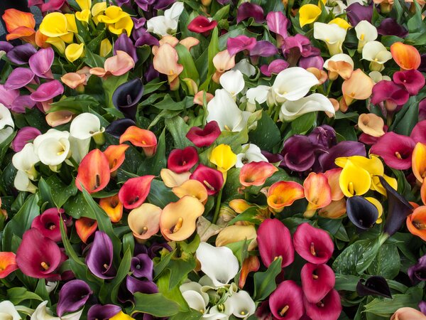 Acheter des zantedeschia &ndash; calla