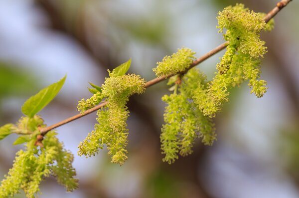Fleurs m&acirc;les, Morus, Les m&ucirc;riers sont-ils autofertiles ?