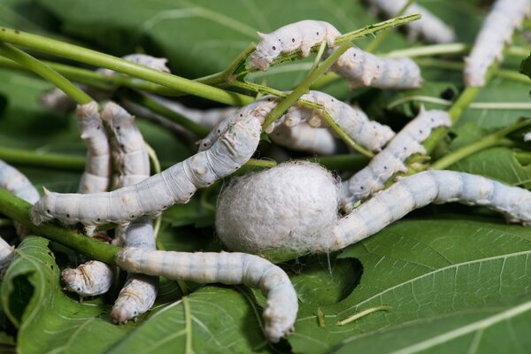 M&ucirc;rier blanc, Morus alba, ver &agrave; soie, Bombyx mori, soie