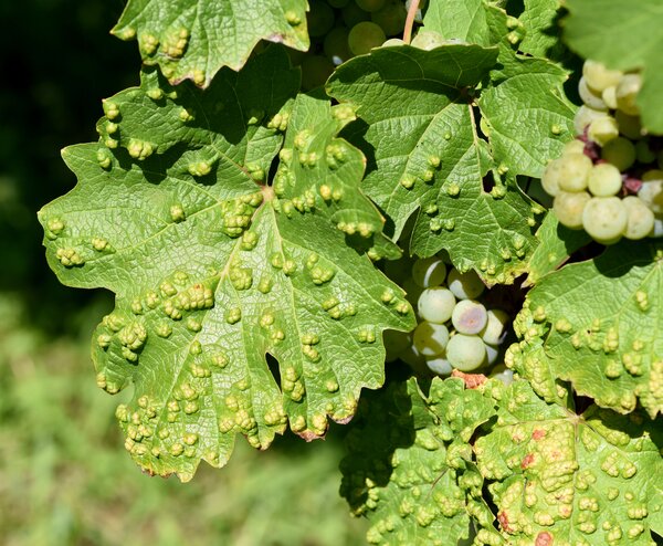 Vigne, vin, Vitis vinifera, &eacute;rinose de la vigne, Colomerus vitis