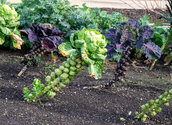 L&eacute;gumes d'hiver, chou, chou de Bruxelles