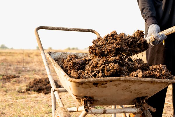 Fertiliser la vigne : Engrais, compost, fumier