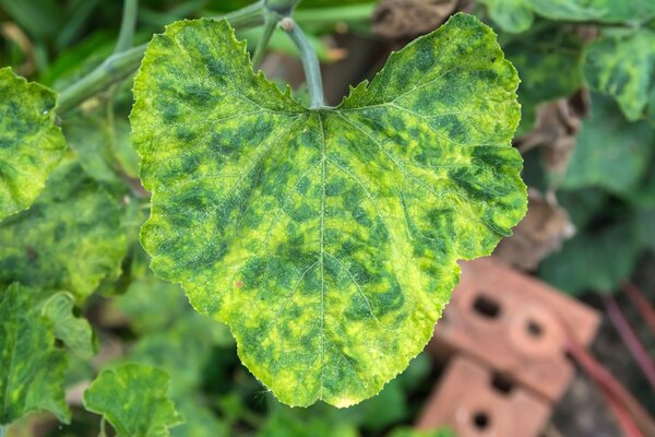 Melonenblatt, Befall Mosaikvirus &uuml;bertragen durch Blattl&auml;use