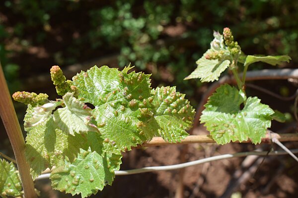 Vigne, vigne, d&eacute;g&acirc;ts caus&eacute;s par les acariens au moment du d&eacute;bourrement (pas de pucerons)
