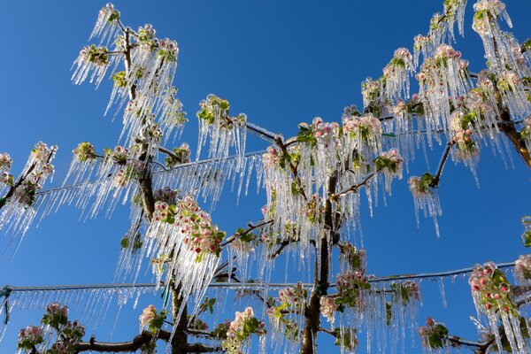 Fleur de pommier, arrosage antigel, gel&eacute;es tardives