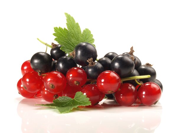 Groseilles et cassis, ribes rubrum et ribes nigrum, groseilles rouges et cassis