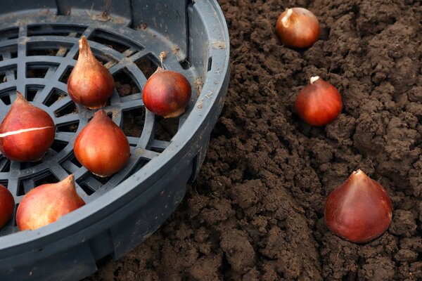 Bulbes &agrave; fleurs et souris, campagnols