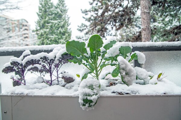 L&eacute;gumes d'hiver, chou, chou fris&eacute; d'hiver