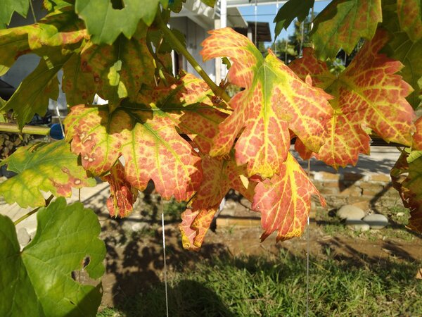 Vigne, vin, Vitis vinifera, manque de nutriments