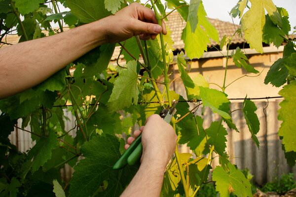 Vignoble, bouture de vigne, multiplier la vigne, Vitis vinifera