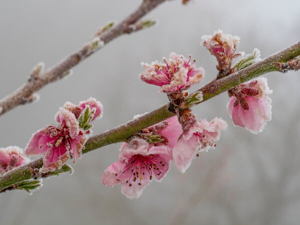 P&ecirc;che, Prunus persica, fleur, gel