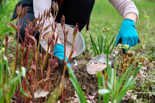 Pivoines, fertilisation, fertiliser, printemps