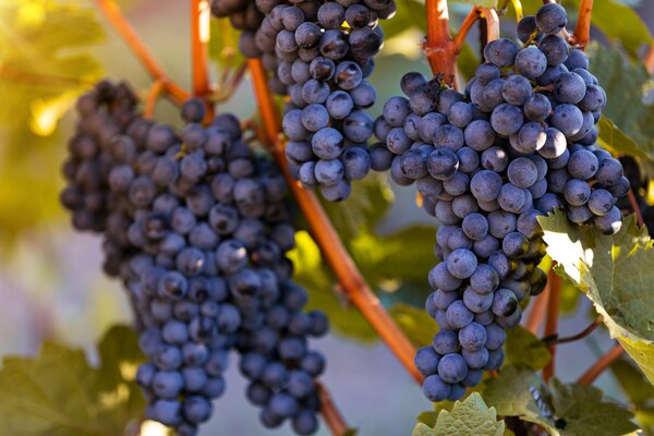 Vigne Muscat bleu