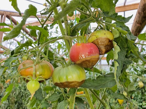 Pourriture apicale des tomates
