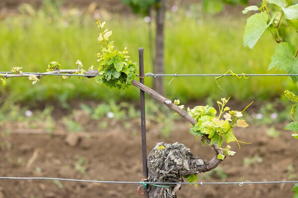 Vigne, vigne cultiv&eacute;e, bourgeonnement, ralentissement de la croissance