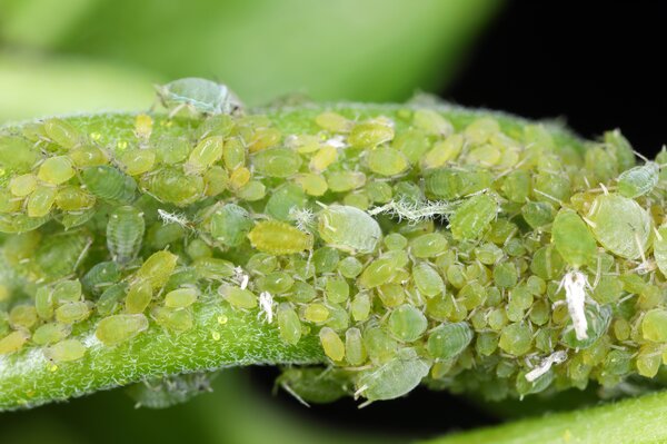 Pucerons, colonie, Aphis schneideri, puceron du cassis, diff&eacute;rents stades