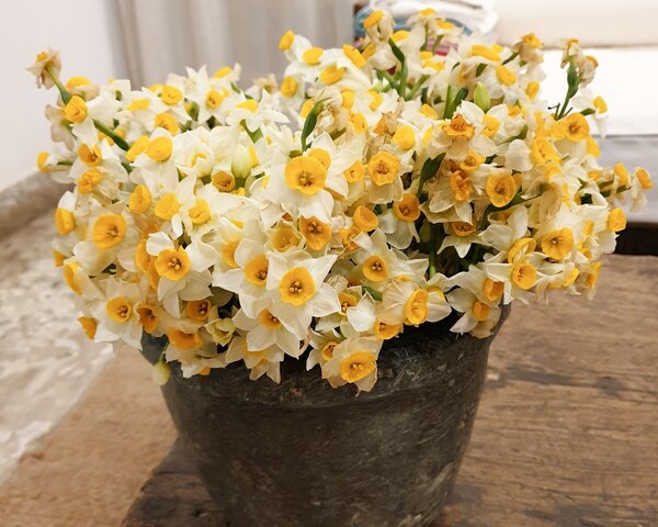 Narcisses parfum&eacute;s, narcisses, jonquilles, narcisse, vase, bouquet de fleurs