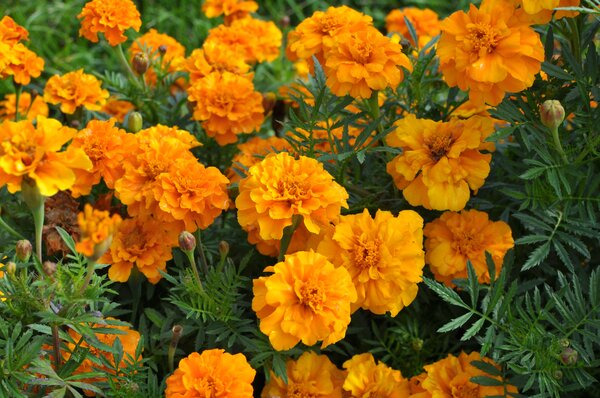 &frac14;illet d'Inde, Tagetes patula