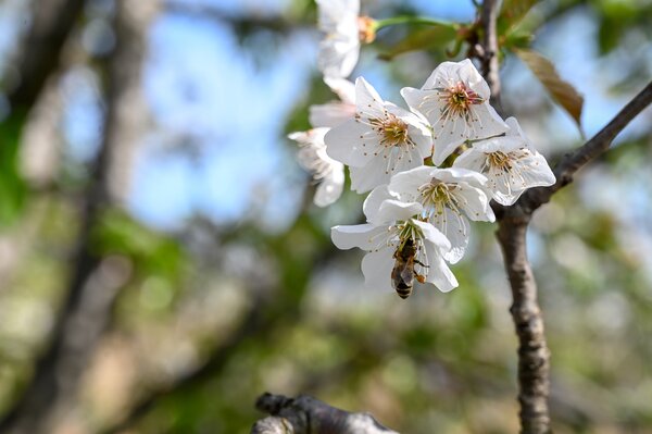 Cerise acide, Prunus cerasus, fleur, abeille