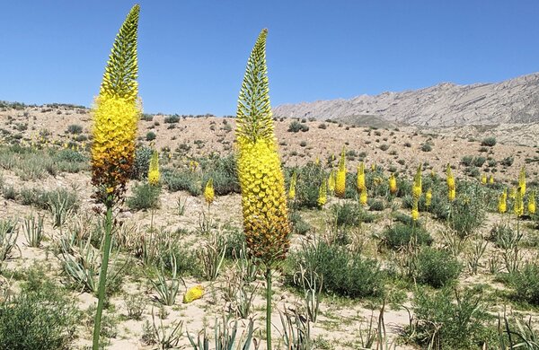 Bougie des steppes, Eremurus, dans son milieu naturel