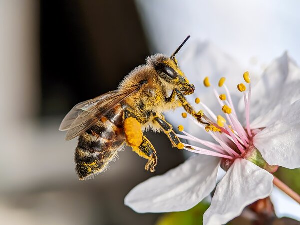 Pollinisation et f&eacute;condation des fruits