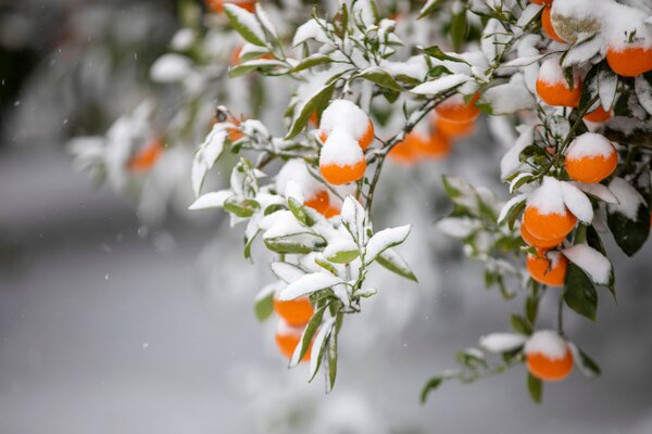 Hiverner les agrumes, Mandarine, Citrus reticulata, neige