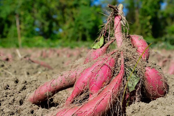 origine de la patate douce