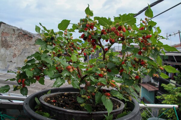 M&ucirc;rier en pot, m&ucirc;re en pot, mojo berry
